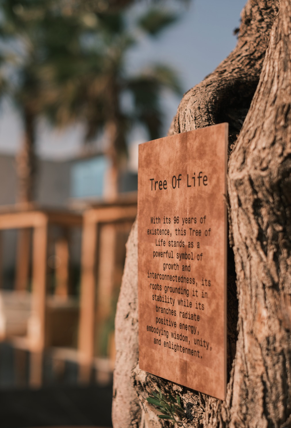 Tree of Life sign on tree trunk